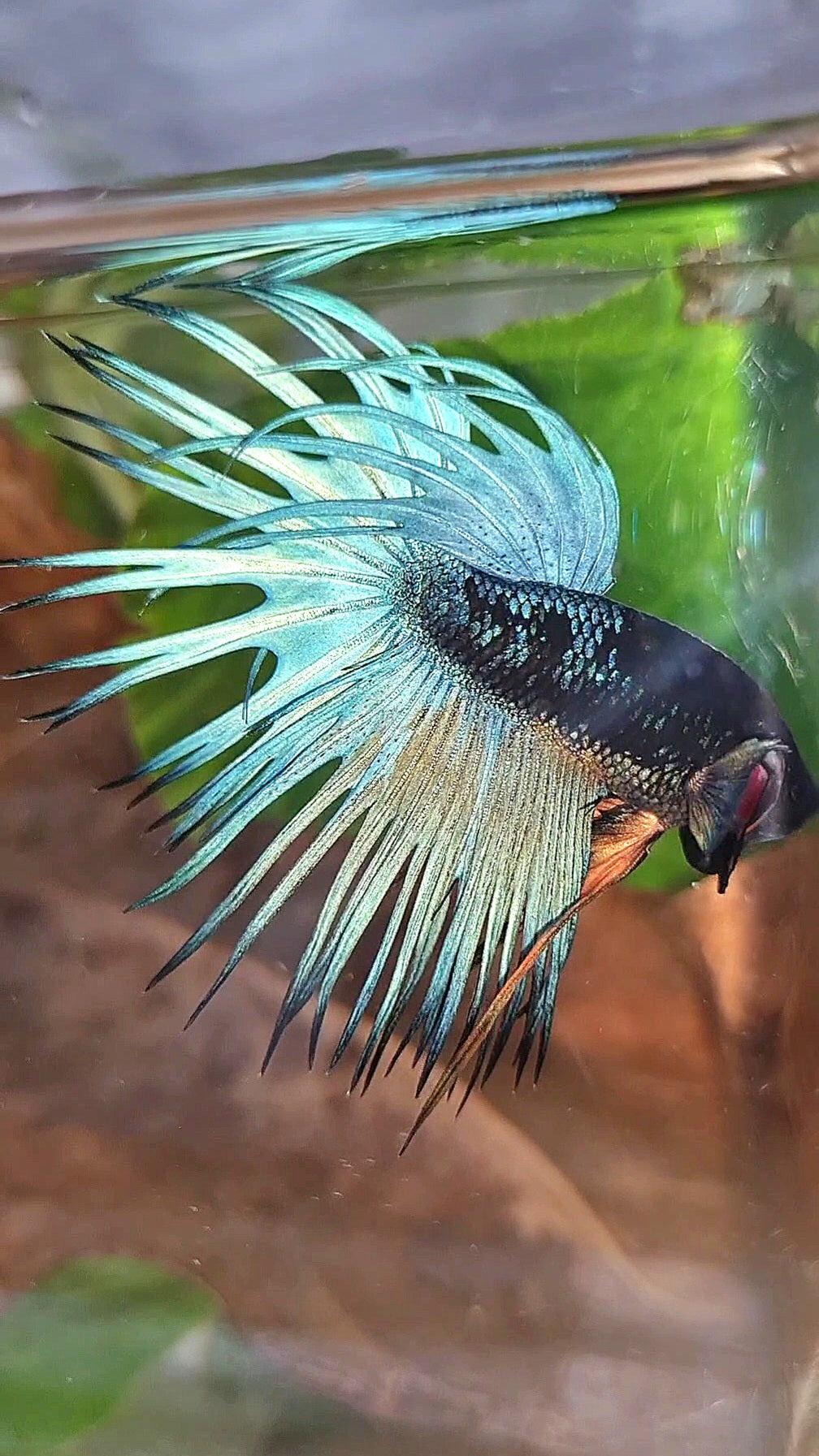 LUXURY CROWNTAIL BLACK GALAXY BLUE AVATAR BETTA FISH