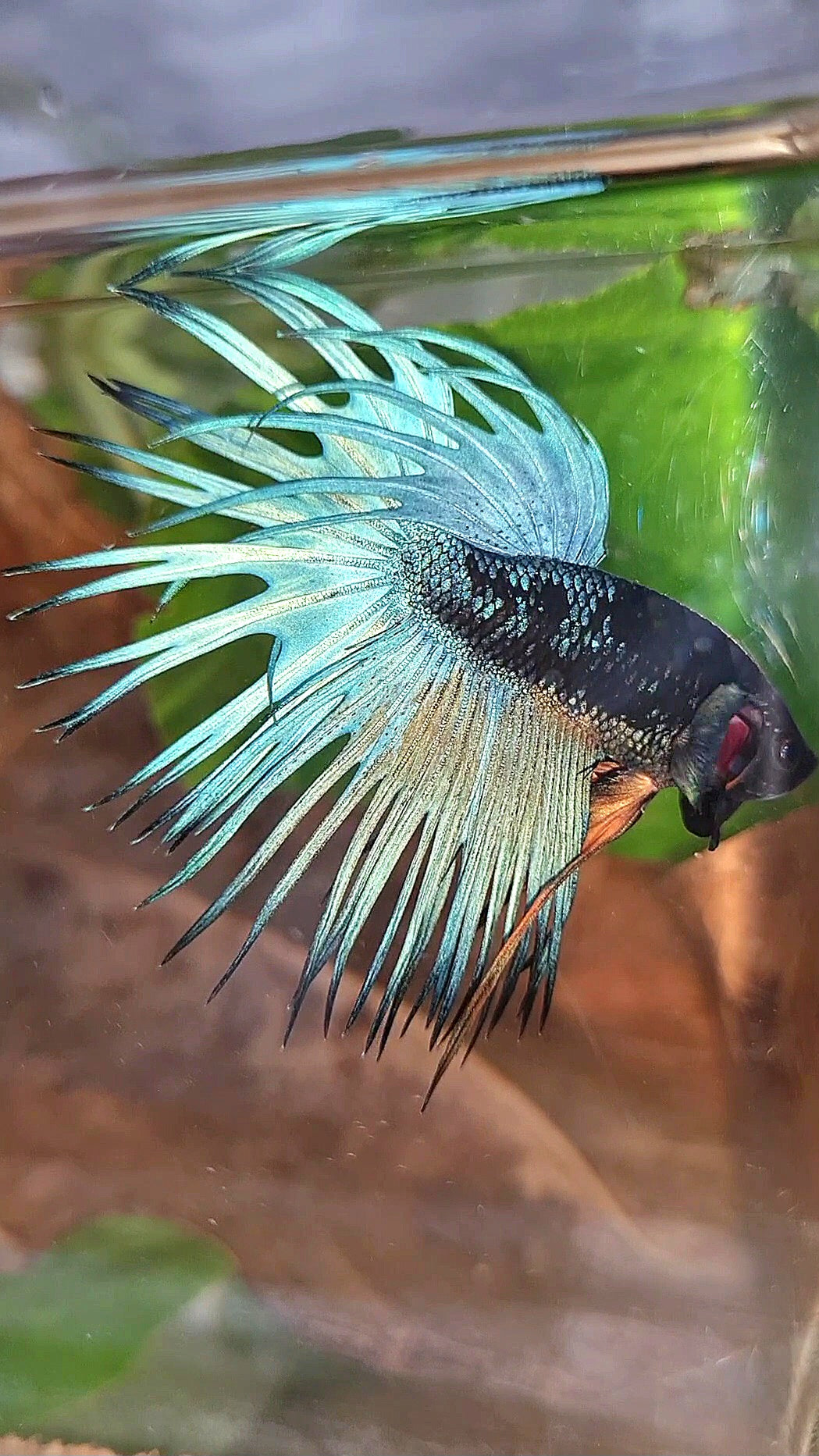 LUXURY CROWNTAIL BLACK GALAXY BLUE AVATAR BETTA FISH