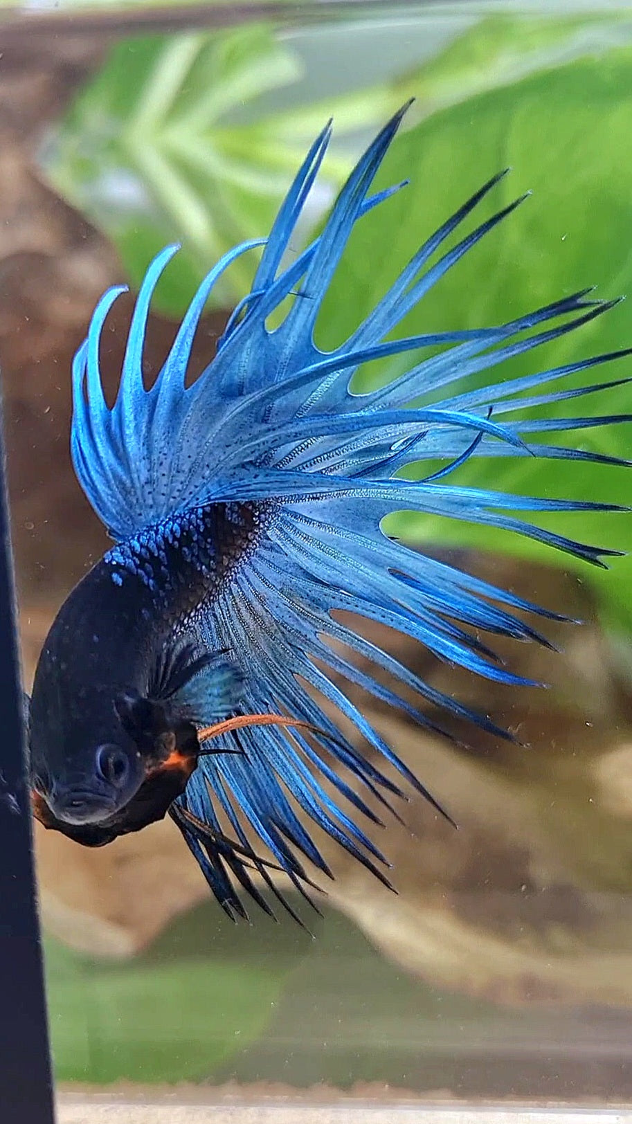 LUXURY CROWNTAIL BLACK GALAXY BLUE AVATAR BETTA FISH
