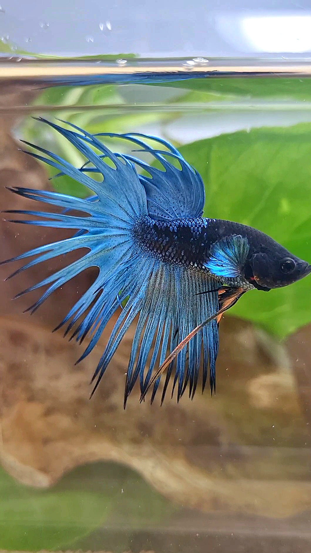 LUXURY CROWNTAIL BLACK GALAXY BLUE AVATAR BETTA FISH