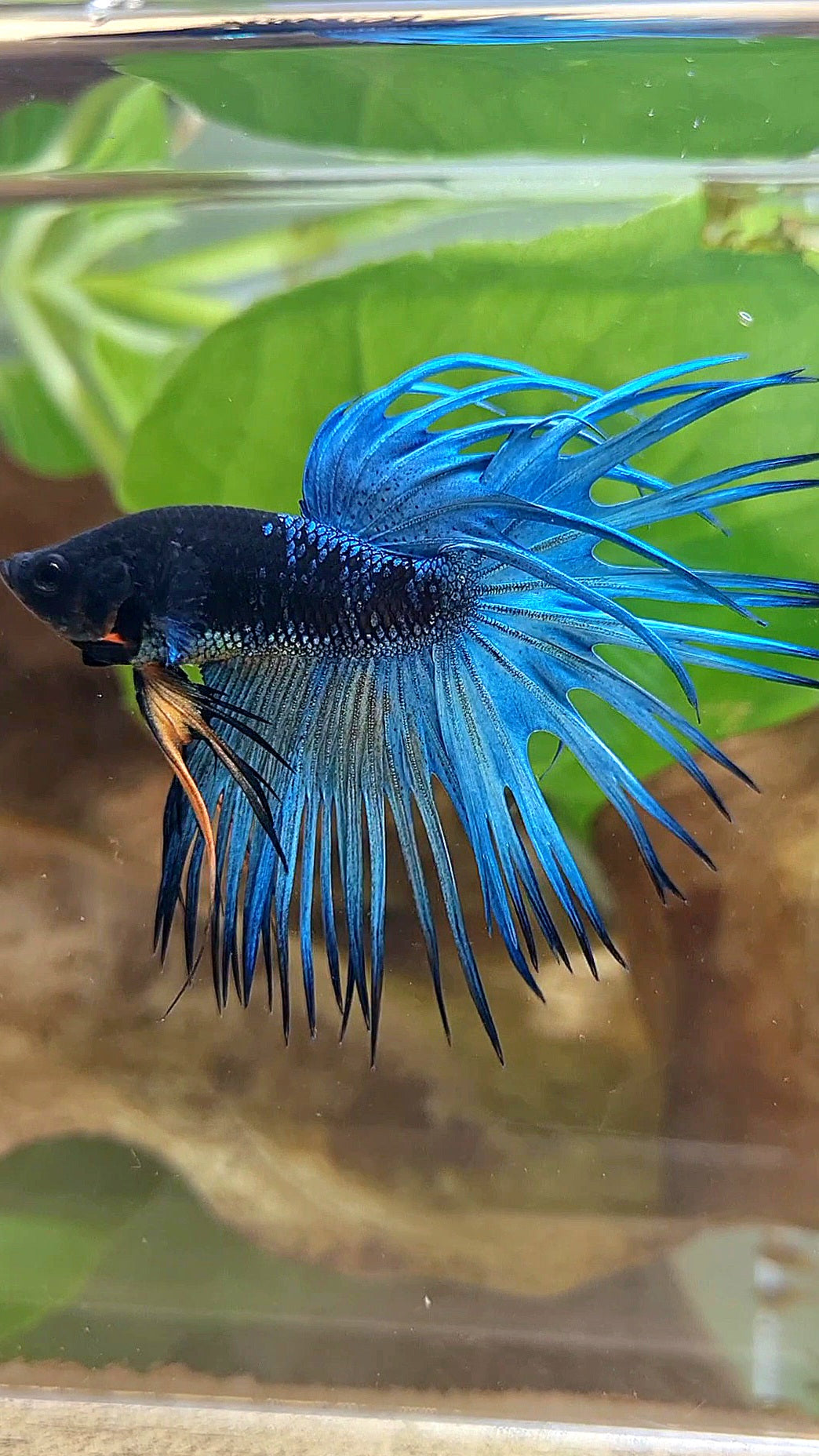 LUXURY CROWNTAIL BLACK GALAXY BLUE AVATAR BETTA FISH