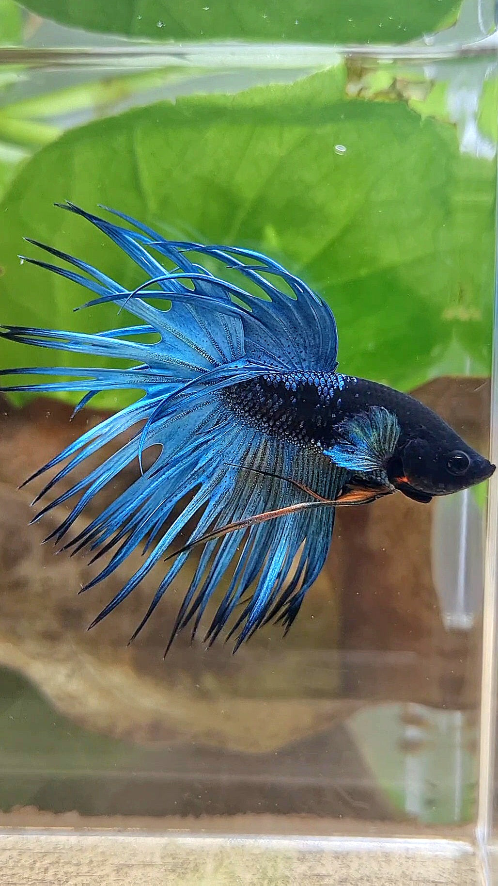 LUXURY CROWNTAIL BLACK GALAXY BLUE AVATAR BETTA FISH