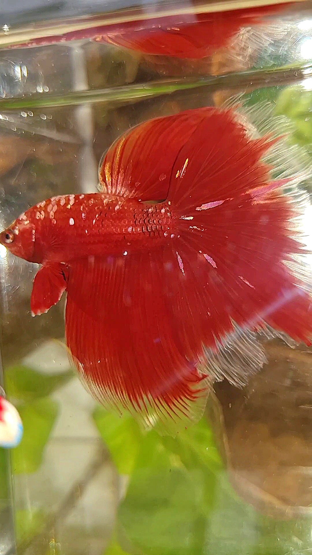 HALFMOON ROSETAIL RED GOLD GALAXY RGG BETTA FISH