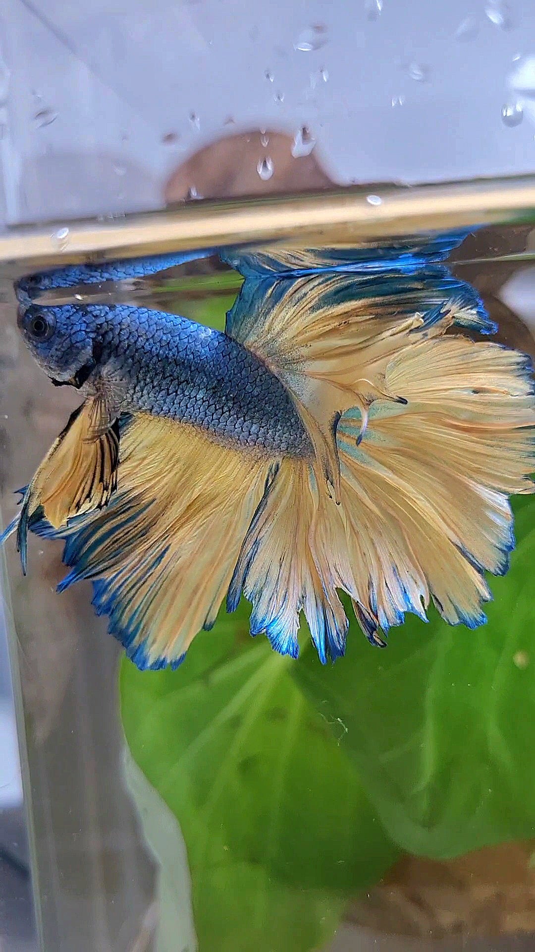 HALFMOON ROSETAIL BLUE YELLOW MUSTARD GAS BETTA FISH