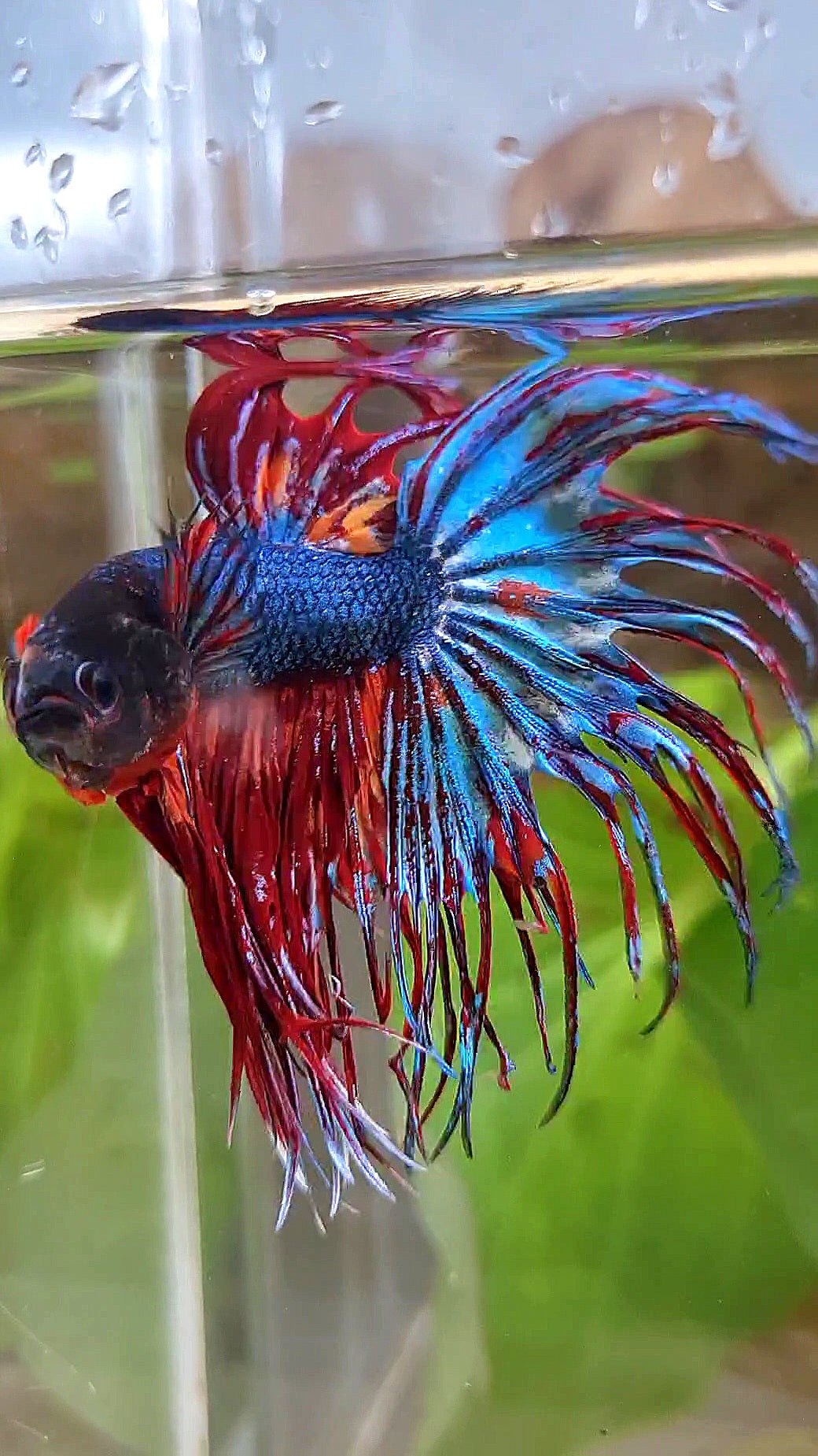 CROWNTAIL DARK BLUE FIRE MULTICOLOR BETTA FISH