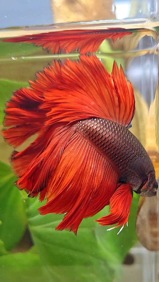 HALFMOON ROSETAIL RED VAMPIRE BETTA FISH