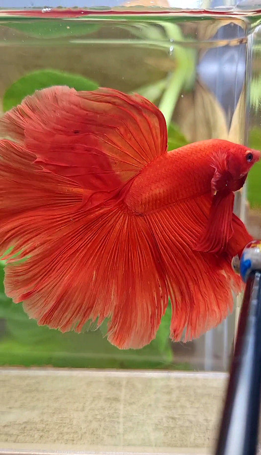 XL HALFMOON ROSETAIL SUPER RED BETTA FISH