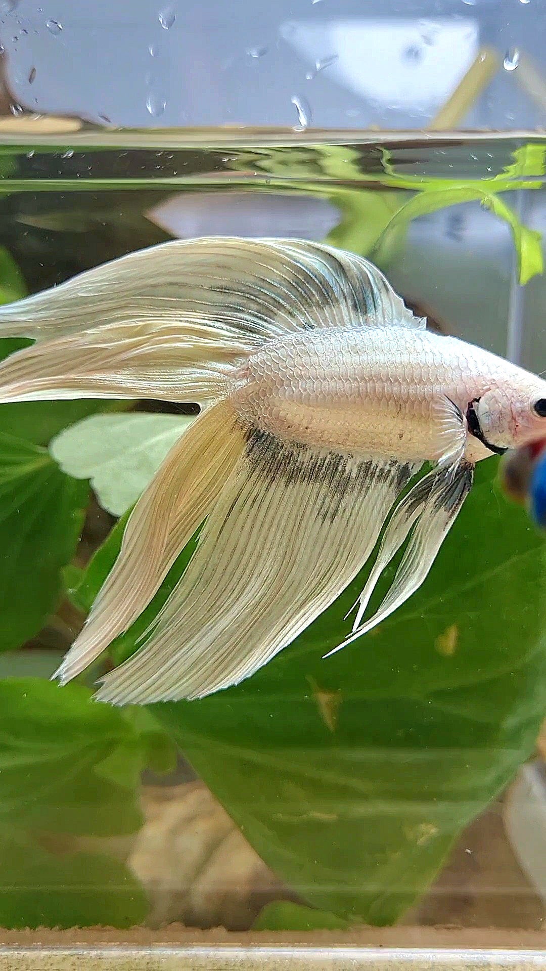 XL VEILTAIL DOUBLE TAIL SOFT GOLD COPPER WASH BETTA FISH