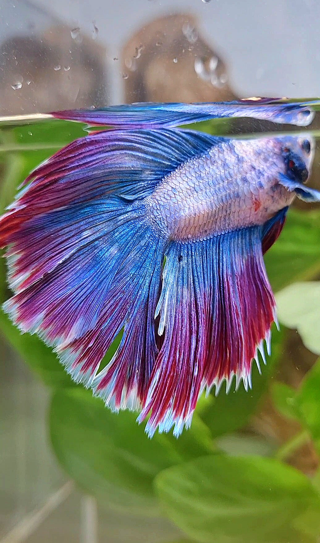 HALFMOON DOUBLE TAIL WAROCHAI PURPLE MASCOT BETTA FISH