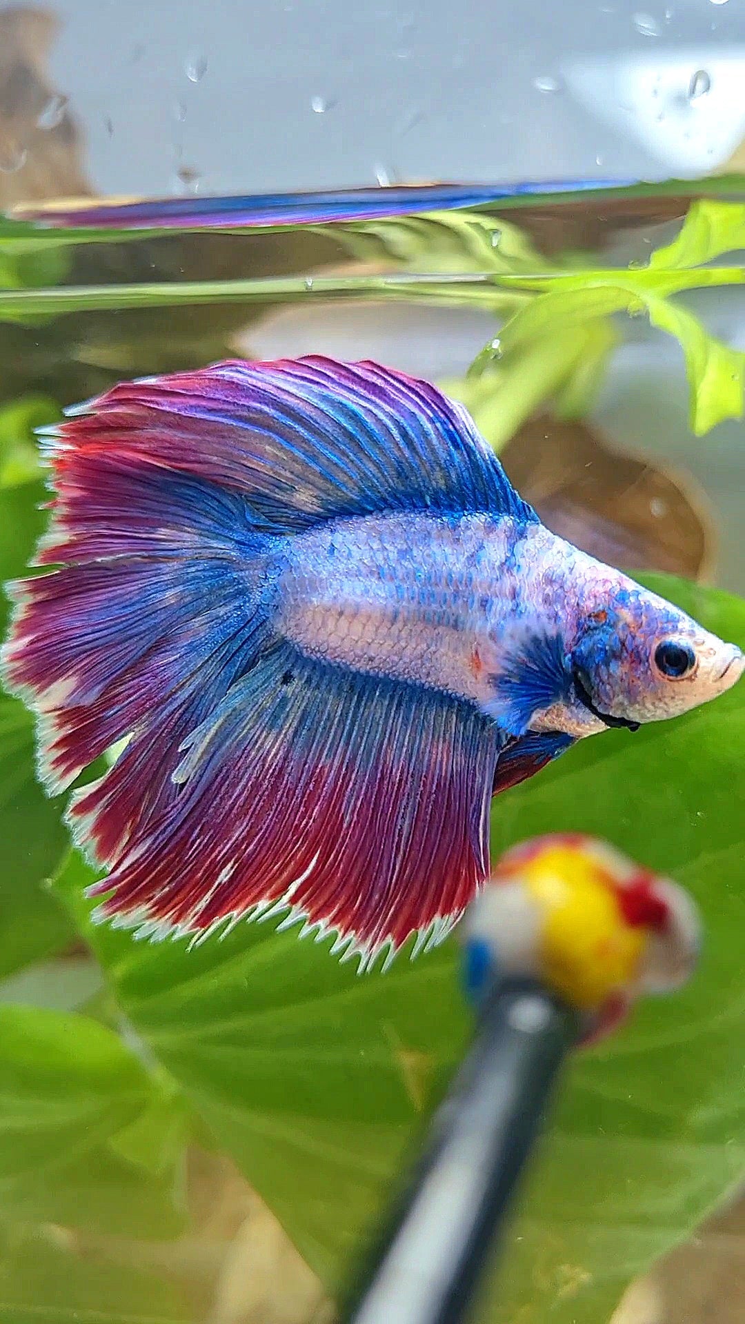 HALFMOON DOUBLE TAIL WAROCHAI PURPLE MASCOT BETTA FISH