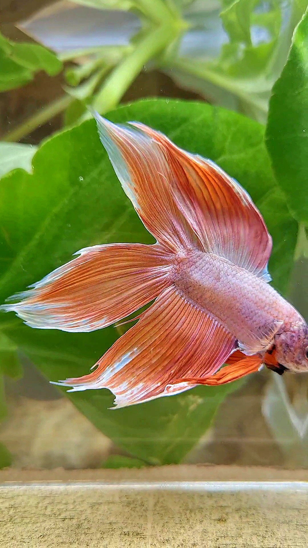 XL VEILTAIL DOUBLE TAIL ORANGE PEACH BETTA FISH