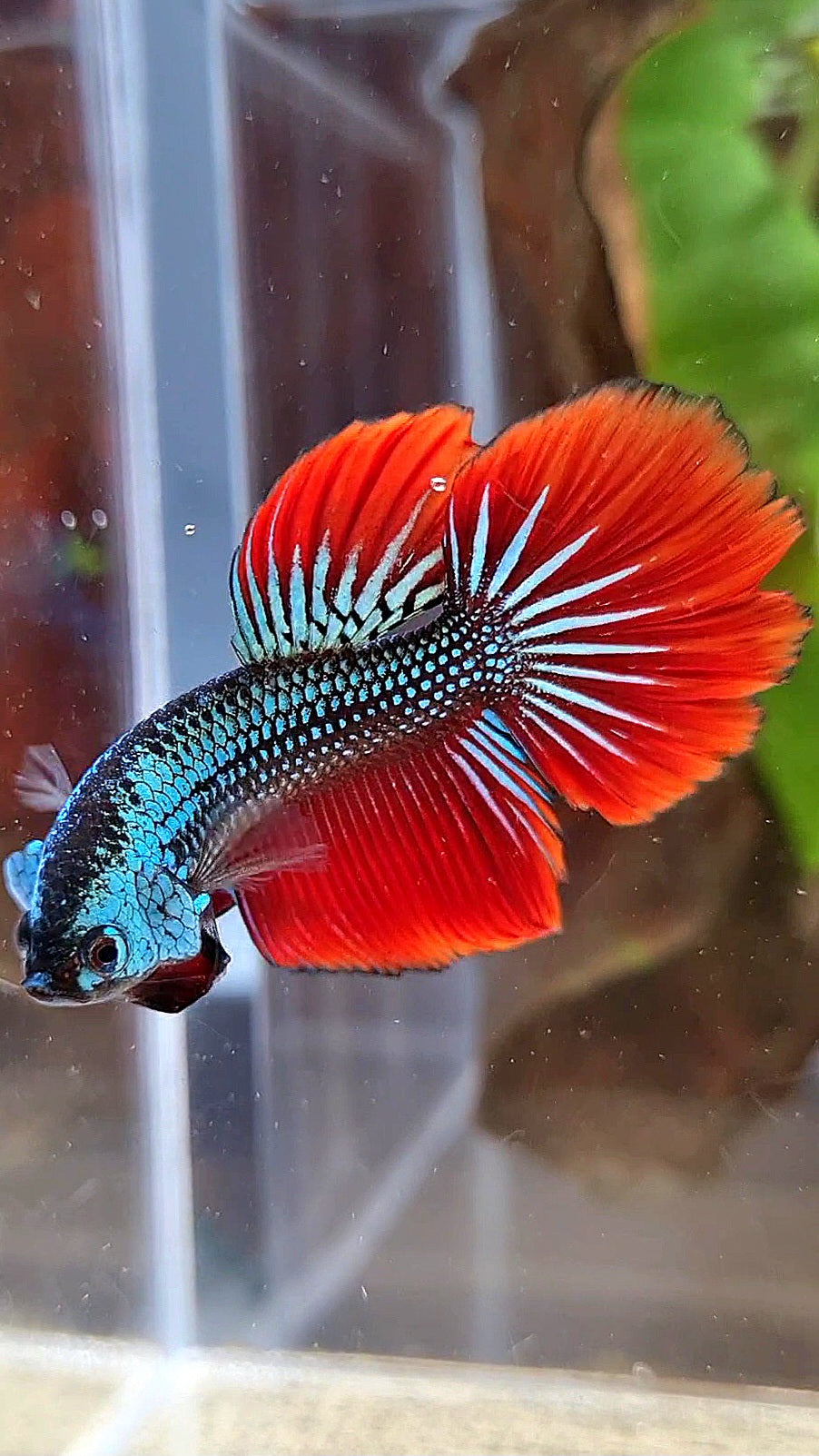HALFMOON IMBELIS RED BLUE GREEN HYBRID WILD BETTA FISH
