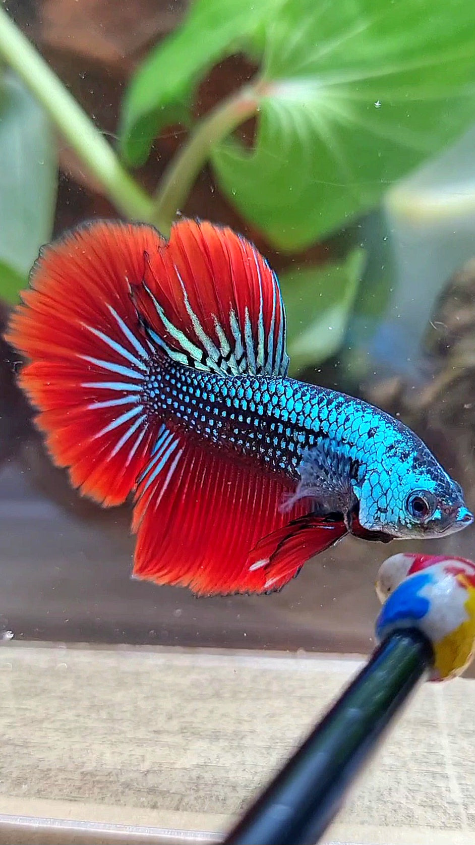 HALFMOON IMBELIS RED BLUE GREEN HYBRID WILD BETTA FISH