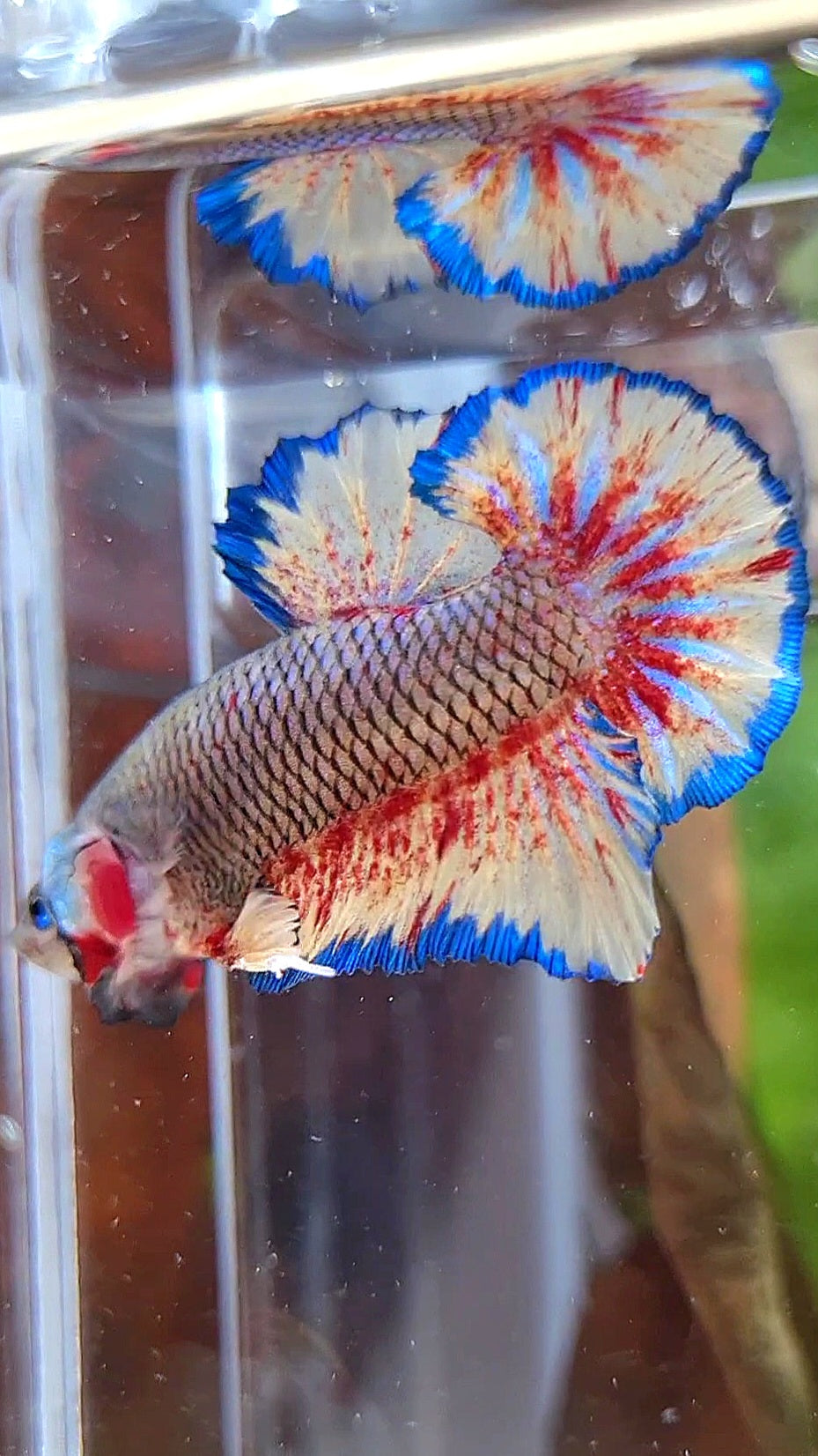 PLAKAT SUPER VANDA DARK PINEAPPLE BETTA FISH