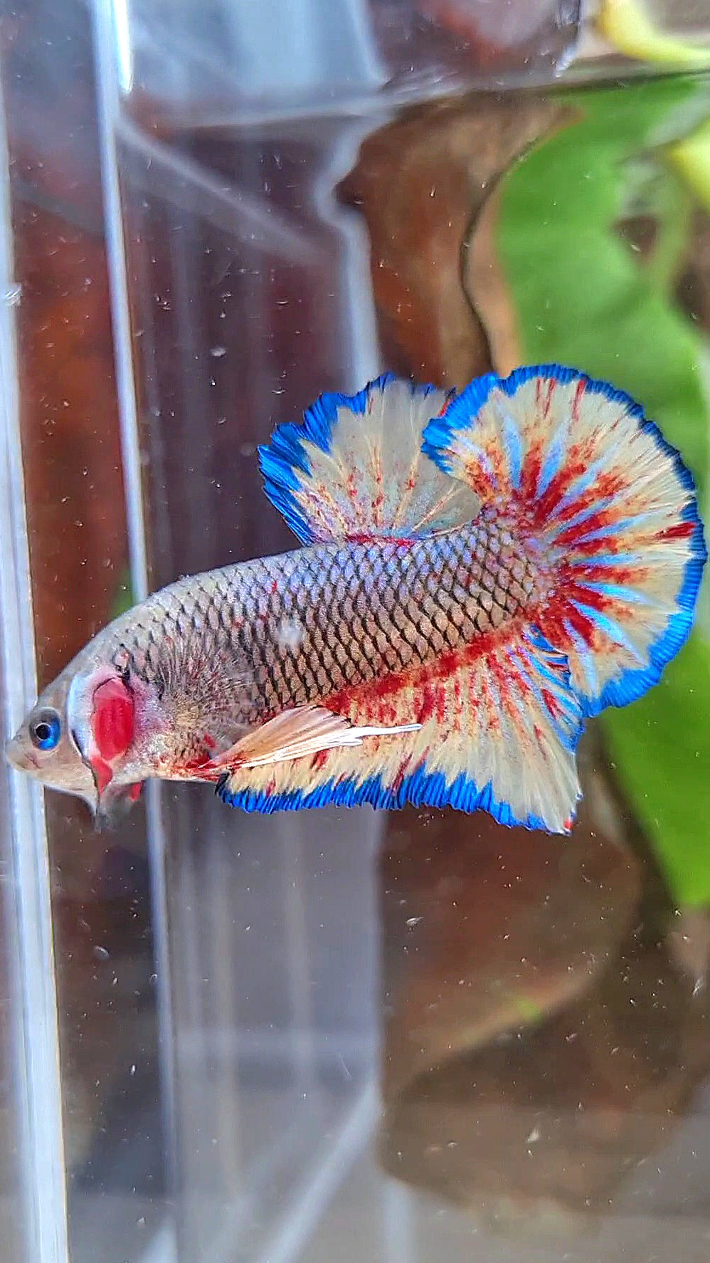 PLAKAT SUPER VANDA DARK PINEAPPLE BETTA FISH