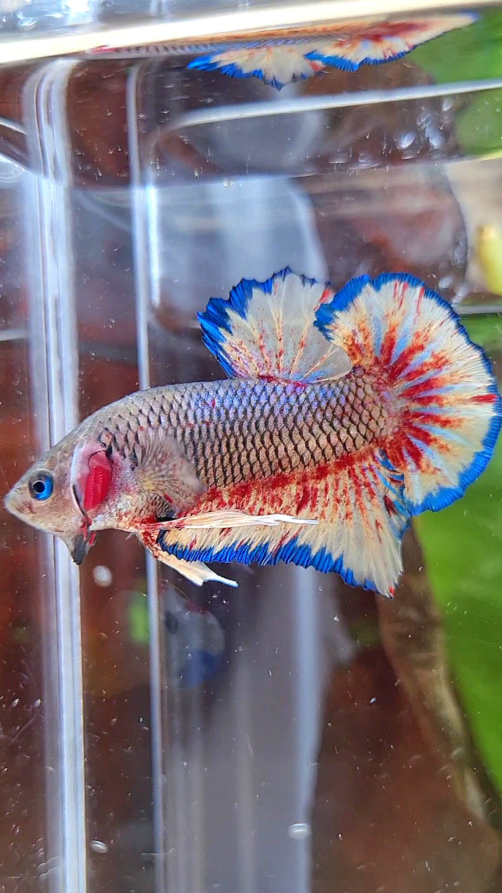PLAKAT SUPER VANDA DARK PINEAPPLE BETTA FISH