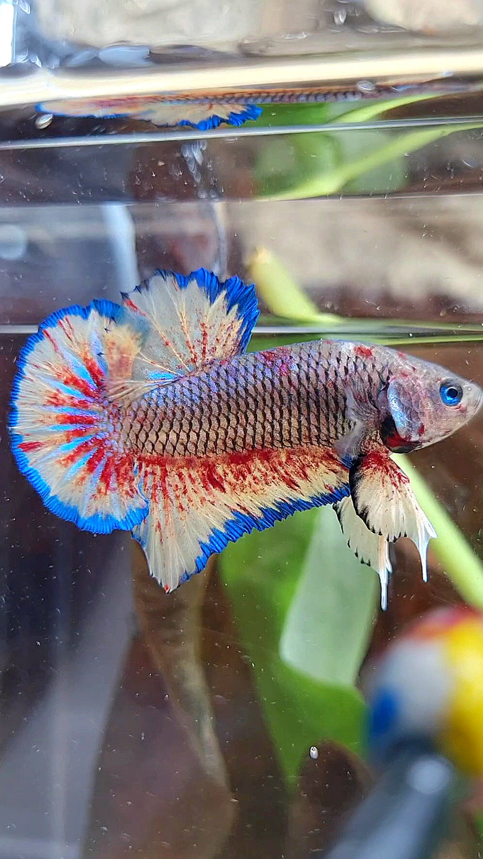 PLAKAT SUPER VANDA DARK PINEAPPLE BETTA FISH