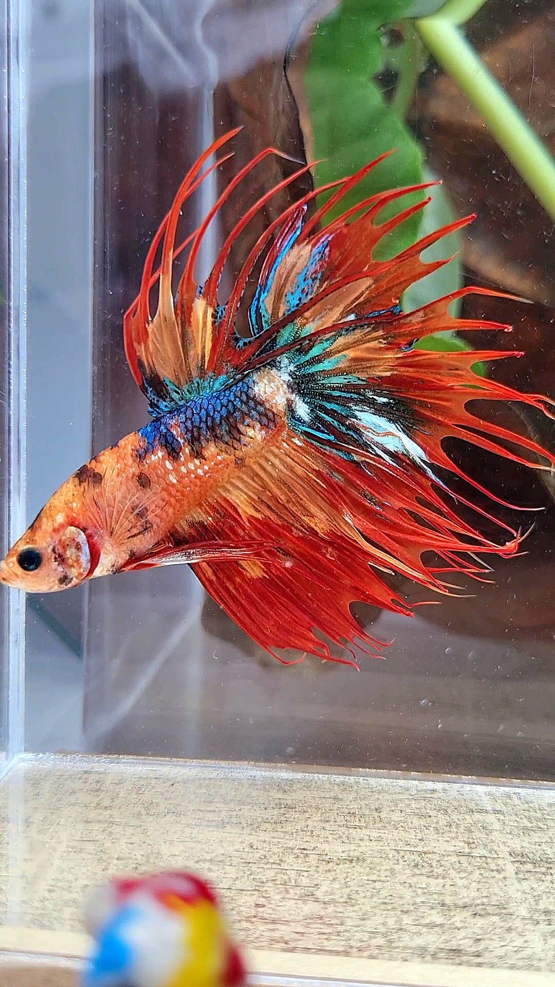 CROWNTAIL SUPER MULTICOLOR FIRE BETTA FISH