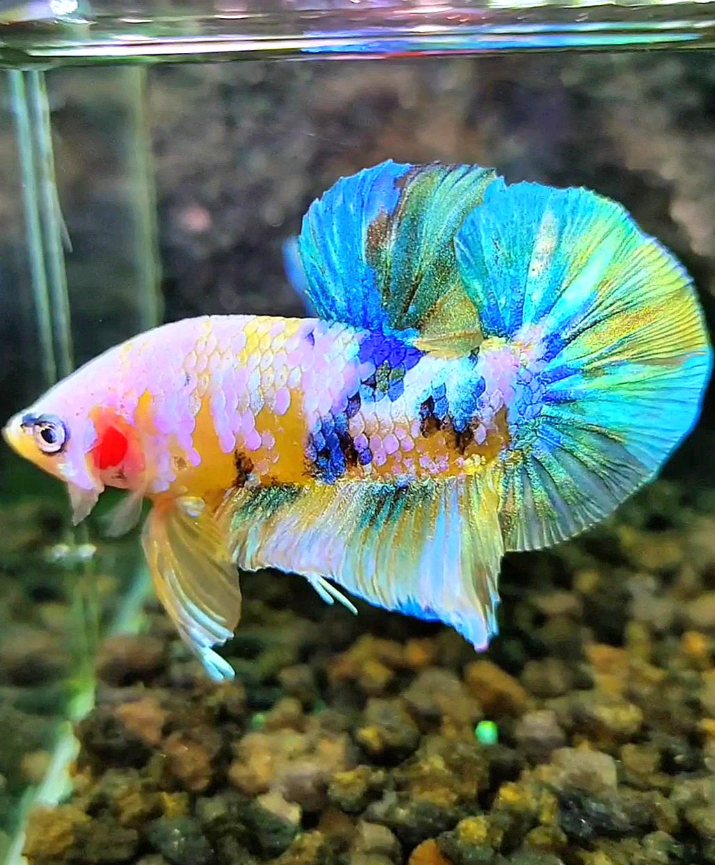 PLAKAT YELLOW SUPER GALAXY MULTICOLOR BETTA FISH