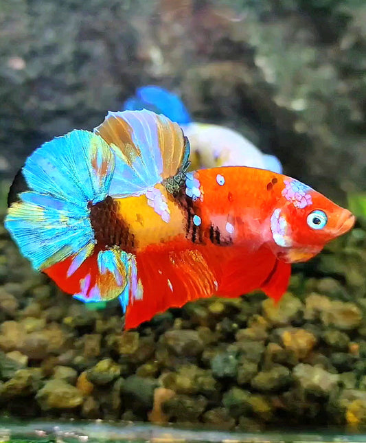 PLAKAT GALAXY MULTICOLOR BETTA FISH