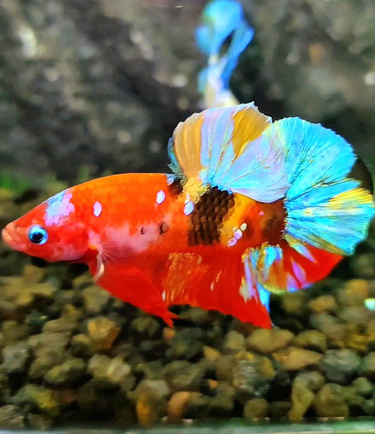 PLAKAT GALAXY MULTICOLOR BETTA FISH