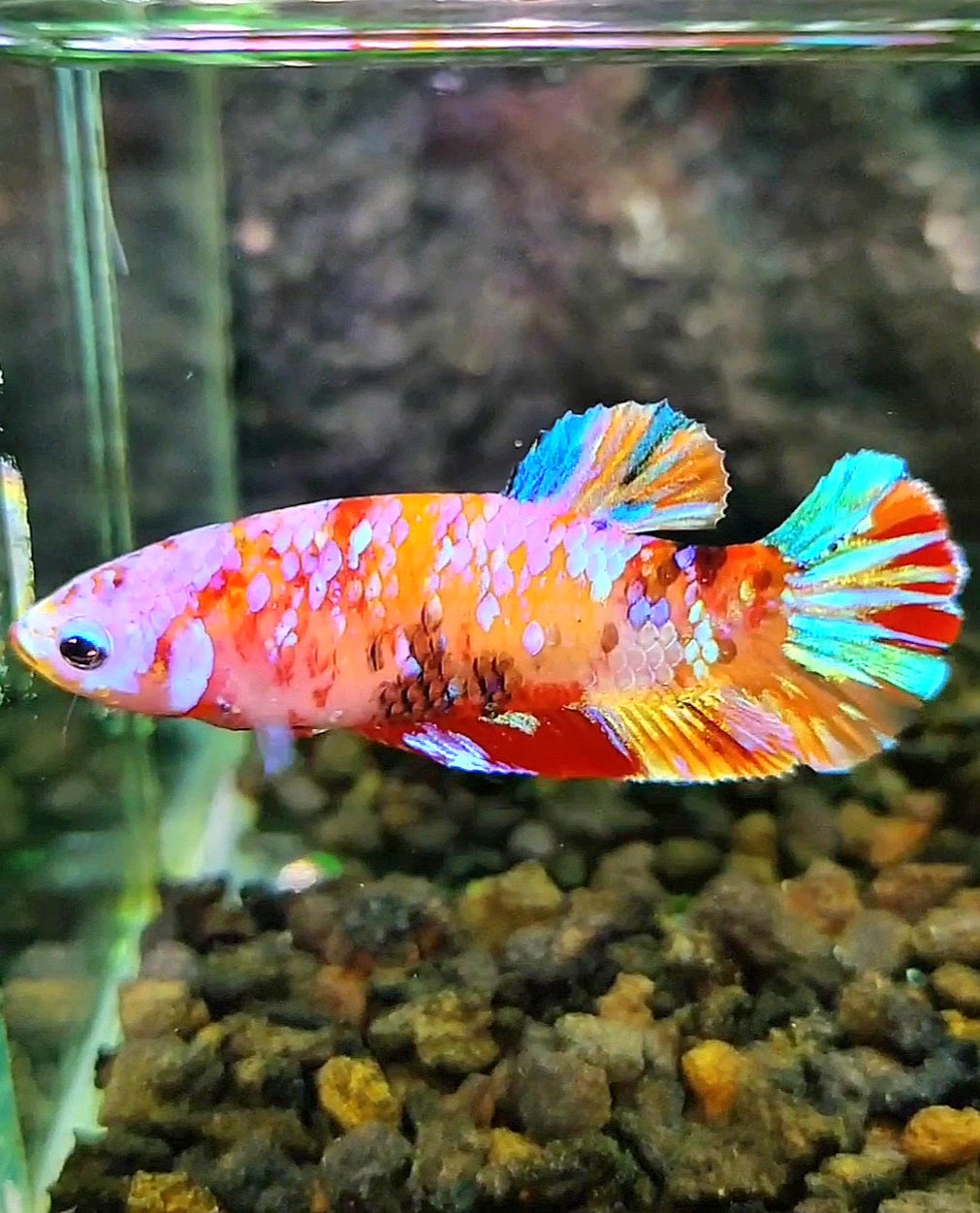 FEMALE PLAKAT GALAXY MULTICOLOR BETTA FISH