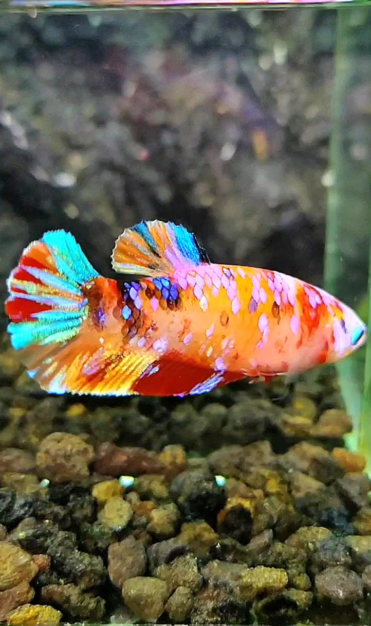 FEMALE PLAKAT GALAXY MULTICOLOR BETTA FISH