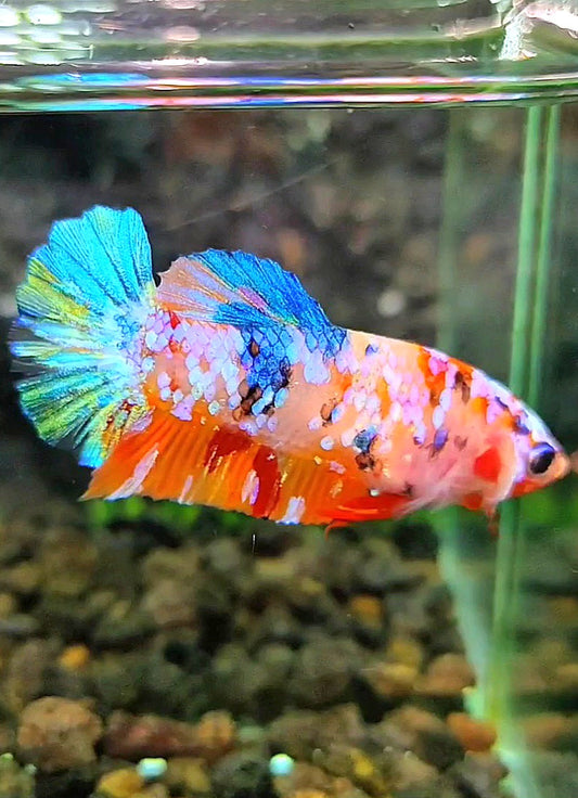 FEMALE PLAKAT SUPER GALAXY MULTICOLOR BETTA FISH