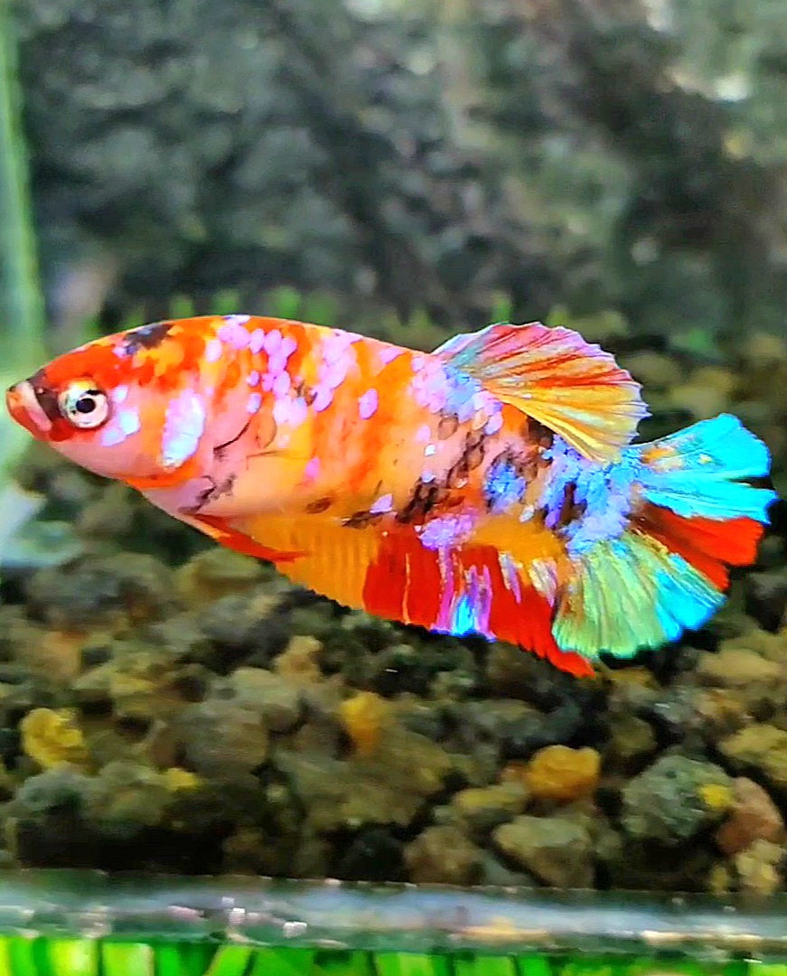 FEMALE PLAKAT GALAXY MULTICOLOR BETTA FISH
