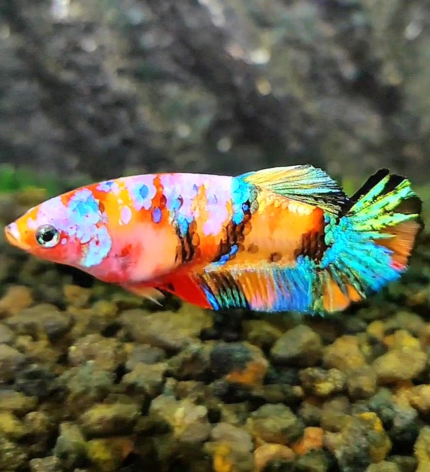 FEMALE PLAKAT SUPER GALAXY MULTICOLOR BETTA FISH