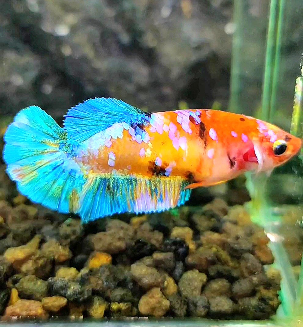 FEMALE PLAKAT GALAXY MULTICOLOR BETTA FISH
