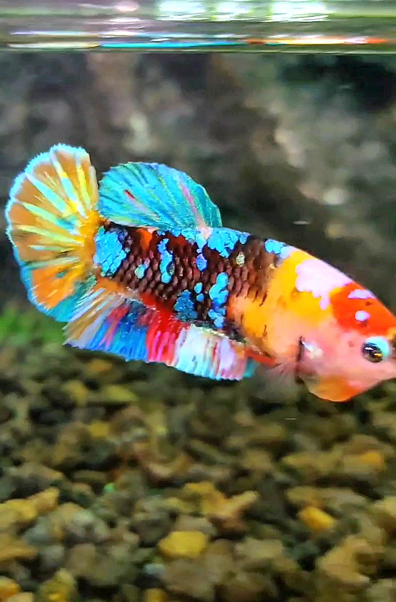 FEMALE PLAKAT RAINBOW GALAXY MULTICOLOR BETTA FISH