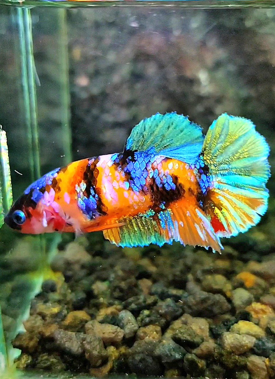 FEMALE PLAKAT SUPER GALAXY MULTICOLOR BETTA FISH