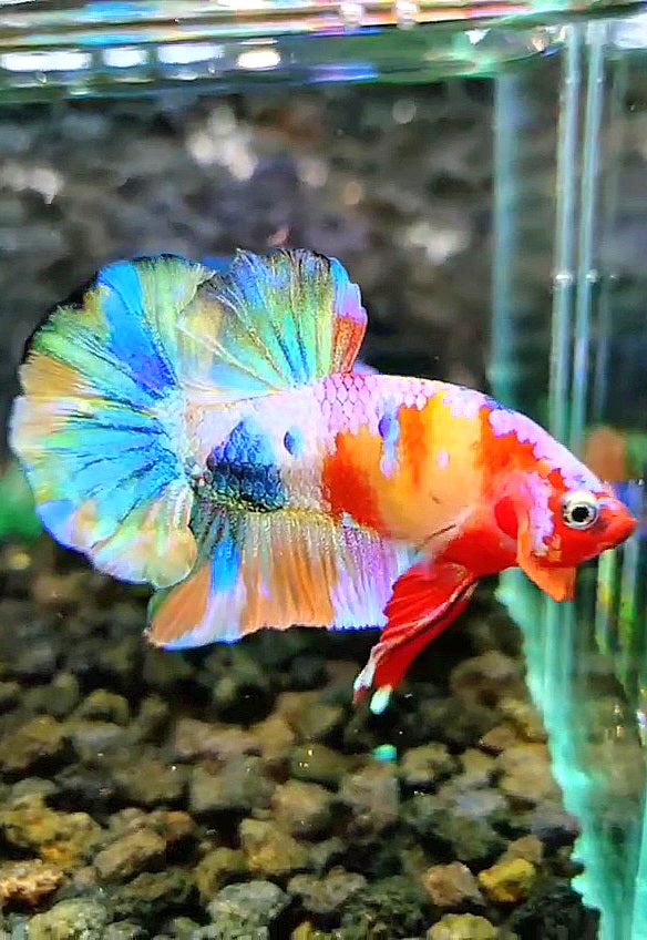 PLAKAT RAINBOW GALAXY MULTICOLOR BETTA FISH