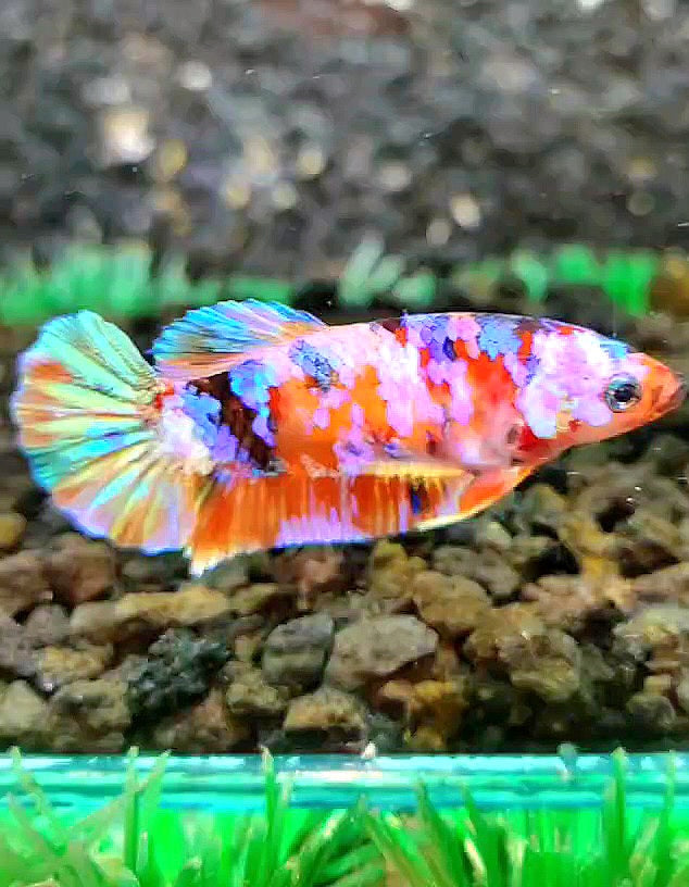 FEMALE PLAKAT SUPER GALAXY MULTICOLOR BETTA FISH