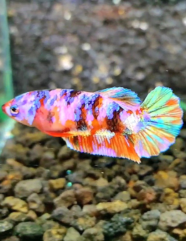 FEMALE PLAKAT SUPER GALAXY MULTICOLOR BETTA FISH