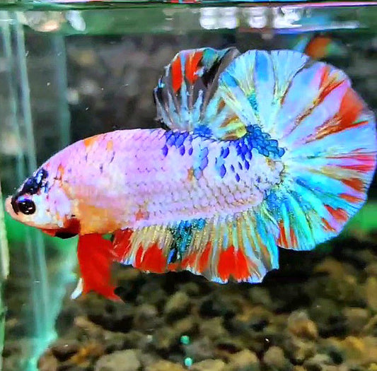 PLAKAT CANDY SUPER MULTICOLOR BETTA FISH