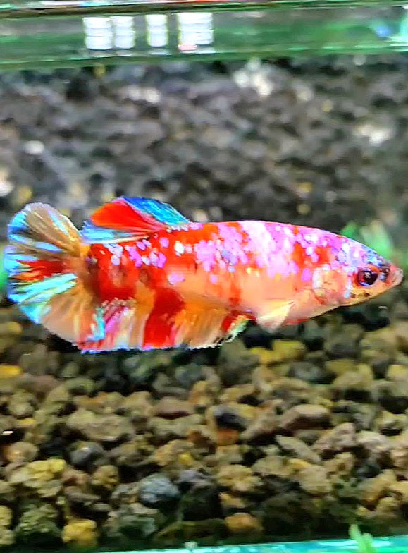 FEMALE PLAKAT GALAXY MULTICOLOR BETTA FISH