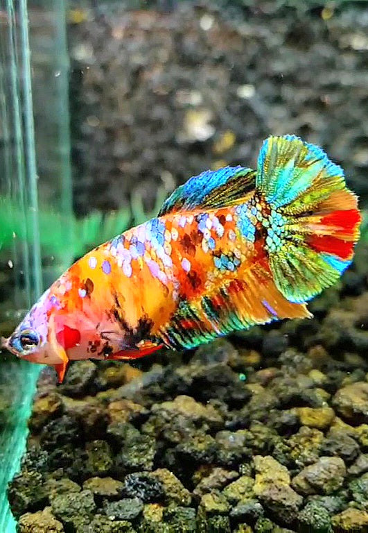 FEMALE PLAKAT SUPER GALAXY MULTICOLOR BETTA FISH