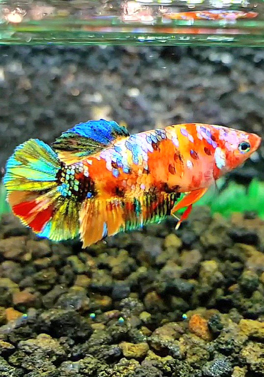 FEMALE PLAKAT SUPER GALAXY MULTICOLOR BETTA FISH