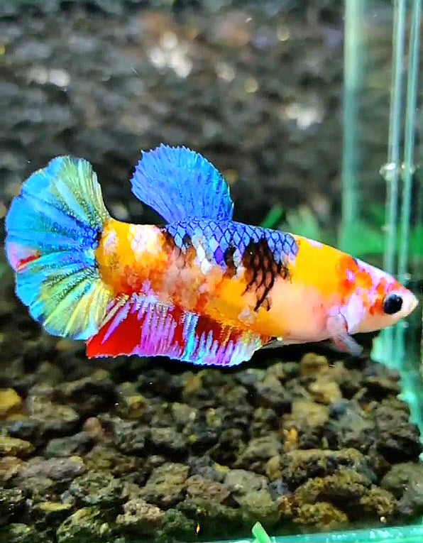 FEMALE PLAKAT GALAXY MULTICOLOR BETTA FISH