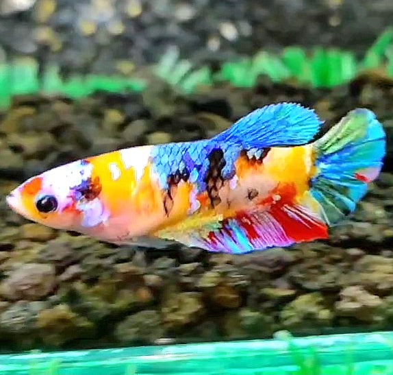 FEMALE PLAKAT GALAXY MULTICOLOR BETTA FISH