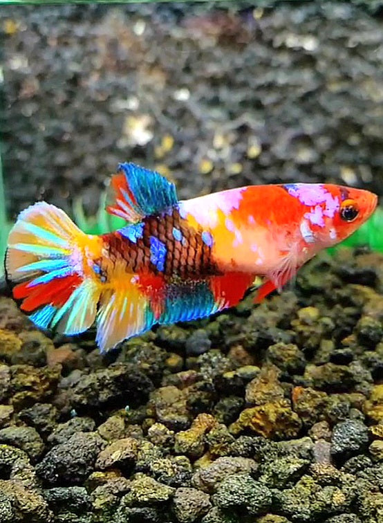 FEMALE PLAKAT RAINBOW GALAXY MULTICOLOR BETTA FISH