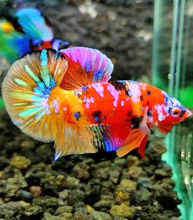 PLAKAT GALAXY MULTICOLOR BETTA FISH