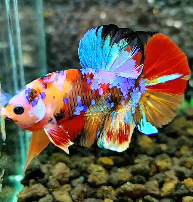 PLAKAT SUPER GALAXY MULTICOLOR BETTA FISH