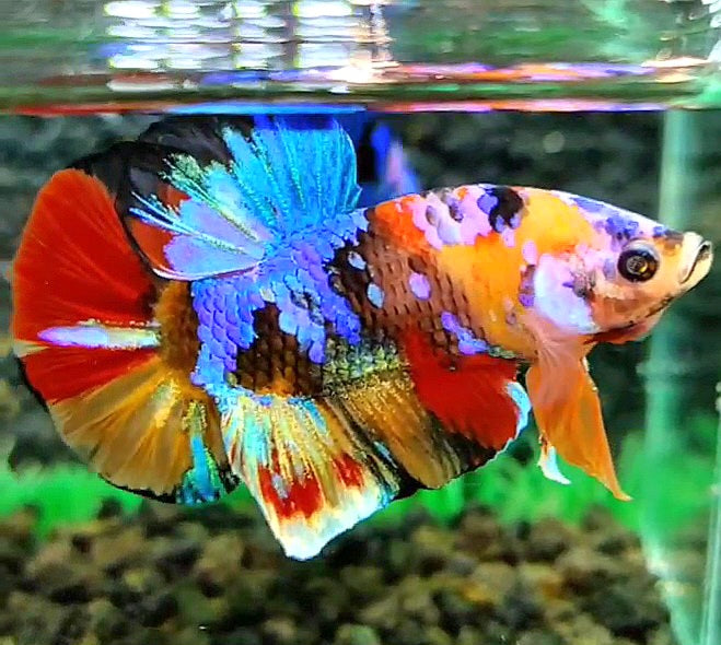 PLAKAT SUPER GALAXY MULTICOLOR BETTA FISH
