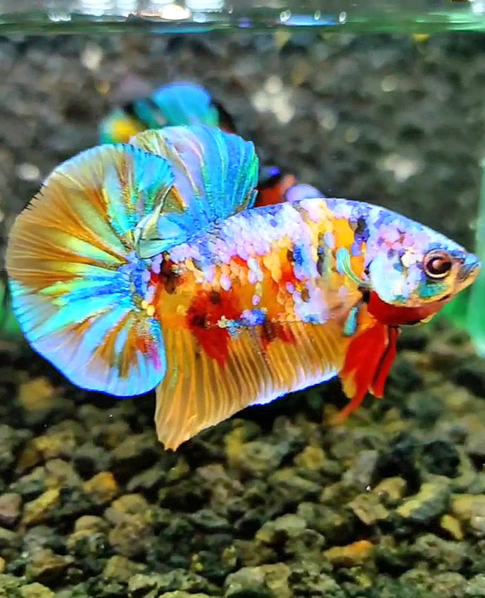 PLAKAT SUPER GALAXY MULTICOLOR BETTA FISH
