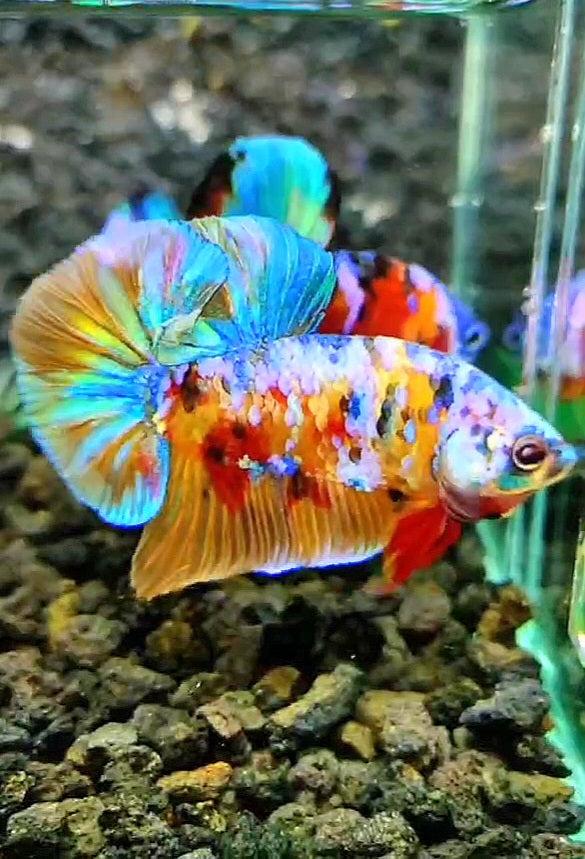 PLAKAT SUPER GALAXY MULTICOLOR BETTA FISH