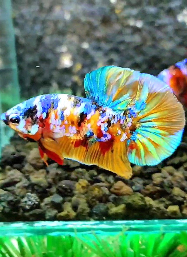 PLAKAT SUPER GALAXY MULTICOLOR BETTA FISH
