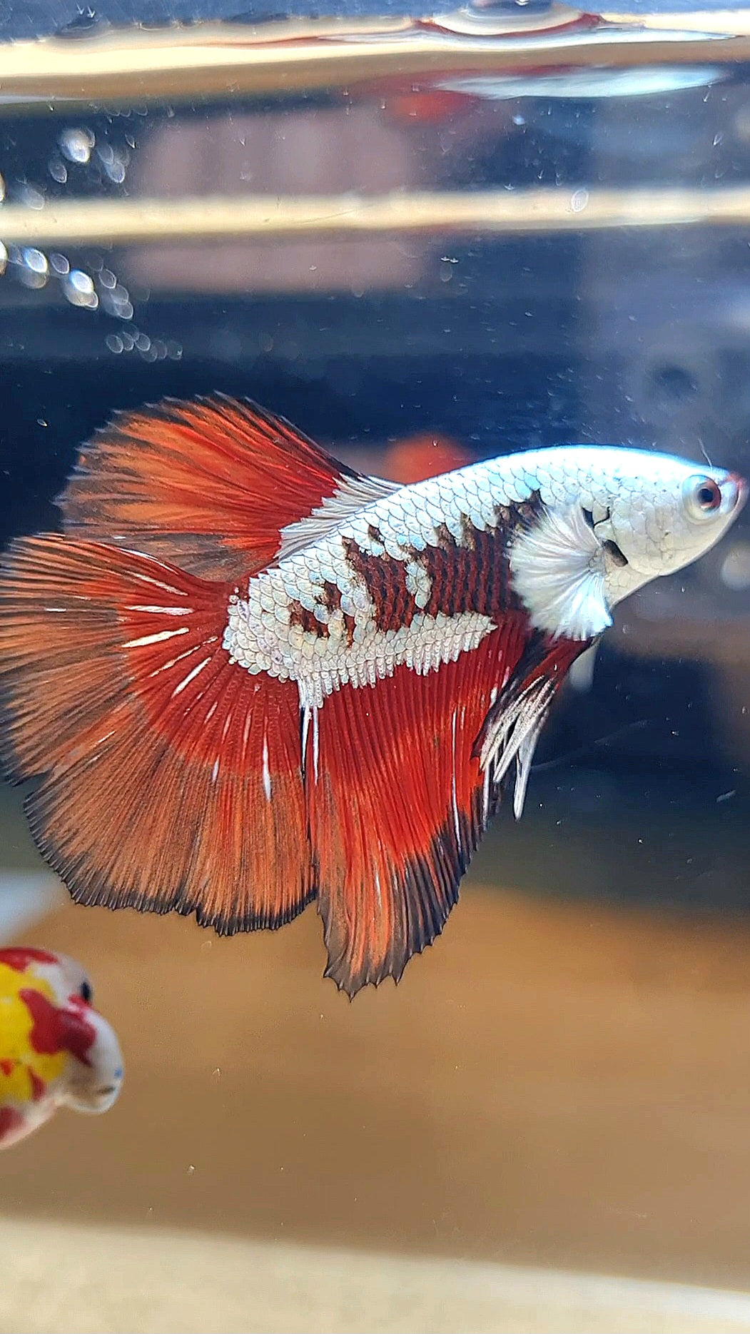 HALFMOON RED MAMBA SNOW SAMURAI MASKING BETTA FISH
